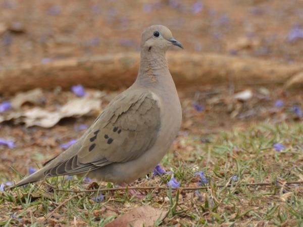 <h3><a href="/trips/salesopolis-2014/biota/animalia/chordata/aves/026 columbiformes/001 columbidae/zenaida auriculata/zenaida auriculata-nl.html">Zenaida&nbsp;auriculata</a> / Eared&nbsp;dove / Geoorde&nbsp;treurduif</h3>NIKON D7100 met AF-S DX VR Zoom-Nikkor 18-200mm f/3.5-5.6G IF-ED [II], 1/125 sec  bij F5.6, ISO 400, afstand 4.73&nbsp;m